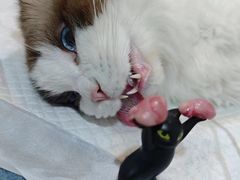 -萌兽医馆·宠物医院·猫骨科(创景店)