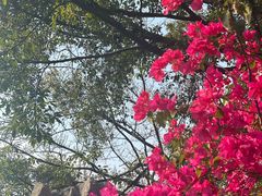 -荔湾湖公园