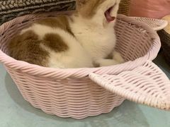 -滚猫咖啡·猫咖·猫友好撸猫(未来城店)