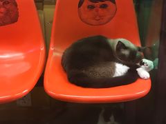 -猫咪博物馆(顶澳仔猫街店)