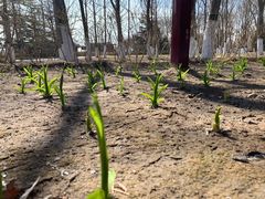 -大兴滨河森林公园