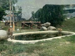 -泉州海丝野生动物世界