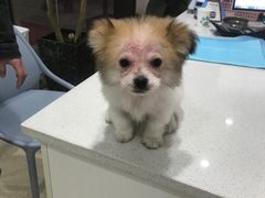 -萌兽医馆·宠物医院·猫骨科(创景店)