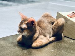 猫身人面像-棒约翰比萨·意面(张江长泰店)