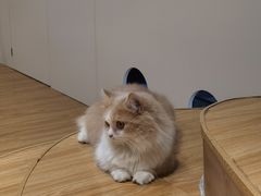 -啵啵喵·猫咖(攀华国际店)