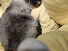 -滚猫咖啡·猫咖·猫友好撸猫(未来城店)