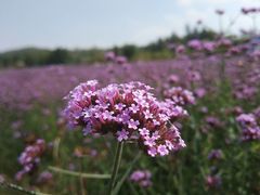 -秋天里·自助烤肉·火锅(乐海城市广场店)