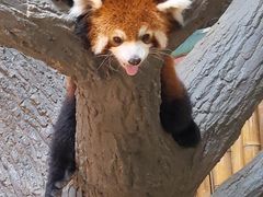 -辛玛王国游乐园