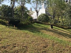 -景田北六街公园宠物主题园