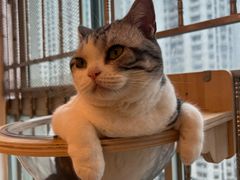 -有喵·猫咖·狗咖·30几只猫10只小狗(岗厦店)