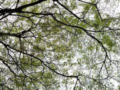 -梅花境(万科店)