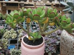 -三圣花乡旅游区