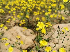 -遵化市禅林寺古银杏风景园