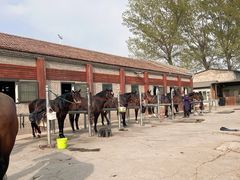 -北京群众马术培训基地