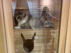 -白兔子密室(长寿路店)