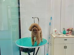 -博特宠物医院24h犬猫全科.骨科·异宠