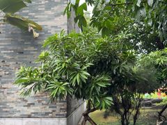 -广州神农草堂中医药博物馆