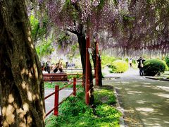 -嘉定紫藤园
