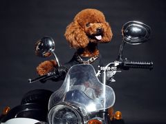-超宠爱宠物摄影-Super pet