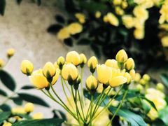 -青果巷历史文化街区