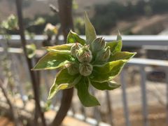 -梨木台悦来客农家院