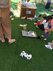 -萌宠亲子动物乐园(槐房万达店)