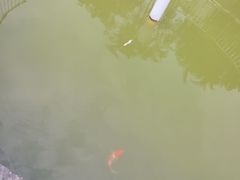 -隔田烧鸡