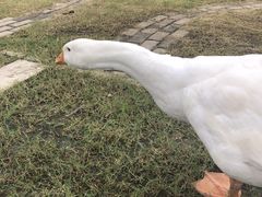 -前小桔亲子创意农场·草莓采摘·露营烧烤