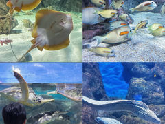-福州罗源湾海洋世界旅游区