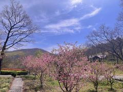 -老山国家森林公园
