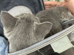 -派特宠物医院(圆融广场店)