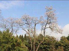 -贵州省植物园