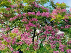 -中山市树木园