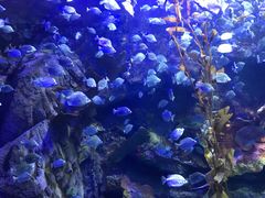 -太平洋海底世界