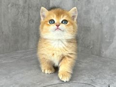 -小猫来了·猫舍(红山六九七九店)