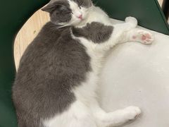 -安格丽娜·狗咖·猫咖羊驼咖(春熙路百盛商场店)