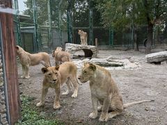 -上海野生动物园老虎餐厅