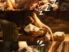 -海合安武汉极地海洋公园