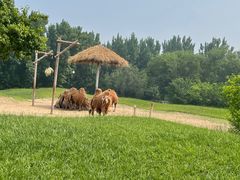 -北京野生动物园