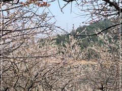 -广州市流溪河国家森林公园