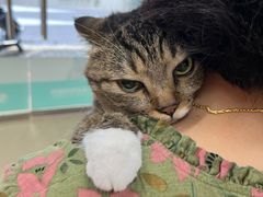 -瑞派旺宝宠物医院·犬猫全科综合·尿道专科(莲兴院)