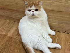 -滚猫咖啡·猫咖·猫友好撸猫(未来城店)