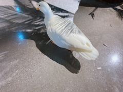 -昆明大悦城未来动物城(螺蛳湾中心店)