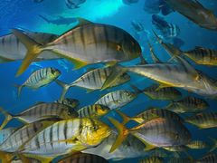 -太平洋海底世界