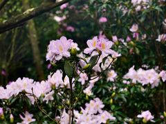 -梧桐山风景名胜区