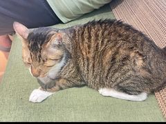 -御宝贝·A梦猫科宠物医院(国际猫友好医院)
