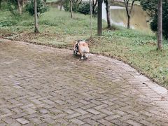 -上海海湾国家森林公园