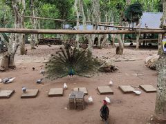 -中国科学院西双版纳热带植物园