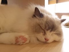 -瞄一喵猫咖(格力海岸店)