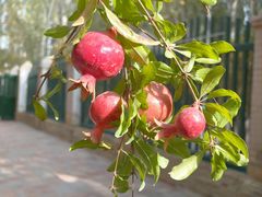 -艾提尕尔清真寺